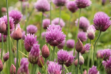 beautiful purple flowering chives plants closeup in the vegetable garden