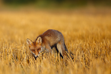 Red fox (Vulpes vulpes) on freshly mown stubble with caught rodent. Red fox with prey in teeth. Fox with hunted hamster.