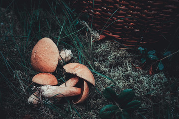 Picked up mushrooms in the forest. Mushrooms lie on the grass.