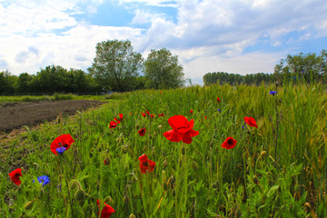 beautiful red poppies in a green field margin in the dutch countryside and a blue sky with white clouds