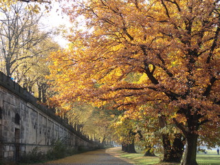 Elbeweg im Herbst