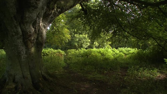 Steady, medium wide shot underneath a large tree and nearby shrubbery.
