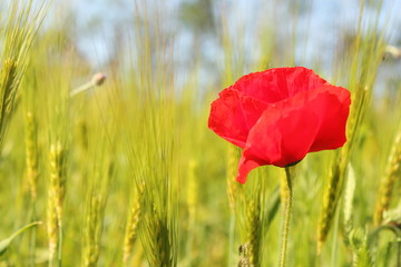 a red poppy between green rye plants in springtime