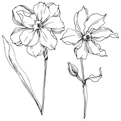 Vector Narcissus floral botanical flowers. Black and white engraved ink art. Isolated narcissus illustration element.