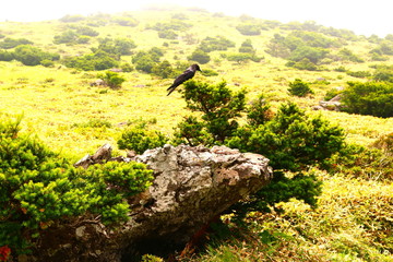 제주에 있는 한라산의 풍경이다