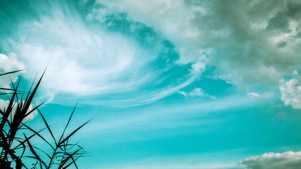 Bottom view from green grass against blue sky . Nature landscape.