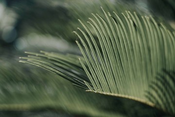 Obraz premium Cycas saga palm