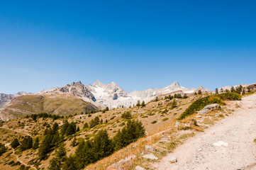 Zermatt, Findeln, Sunnegga, Wanderweg, Wallis, Alpen, Bergwiesen, Bergblumen, Gletscher, Zinalrothorn, Ober Gabelhorn, Sommer, Schweiz