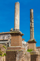 Honorary Columns at the Roman Forum in Rome