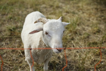 White goat behind a red plastic fence