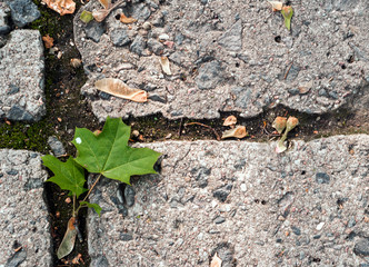 Concrete slabs with leaves falling on them. Background, texture.