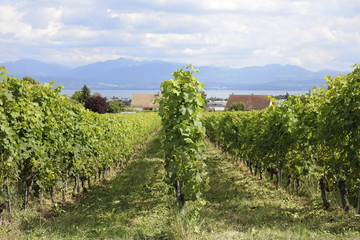 Obraz premium Vineyard landscape with mountain and lake in summer