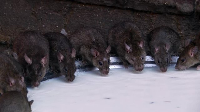 Rats drinking milk offering in Karni Mata temple Udaipur Rajasthan, India. Full shot.
