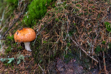 orange mushroom in the forest