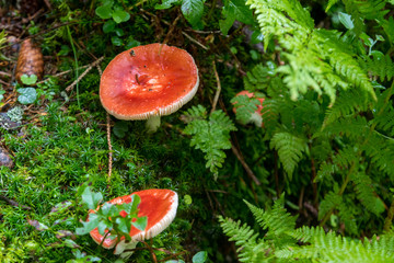 red mushrooms in the forest