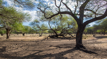 summer landscape african savannah in Mauritius