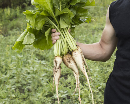 Man holding parsnip harvest
