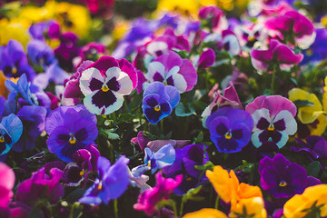 Fototapeta Flower pansy viola wittrockiana obraz