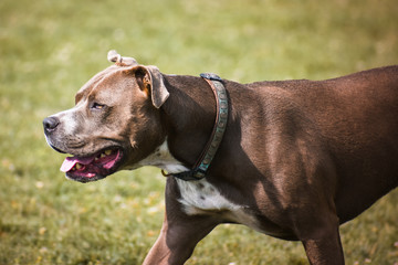 pit bull running at dog PARK