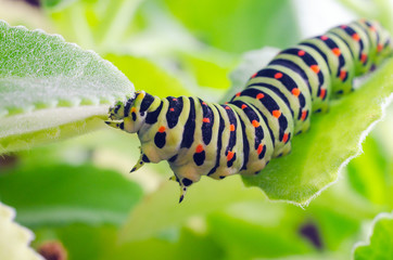 Caterpillar of the Machaon crawling on green leaves, close-up