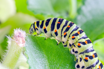 Caterpillar of the Machaon crawling on green leaves, close-up