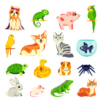 Pets animals set. Vector flat cartoon illustrations. Exotic domestic animal, birds and reptiles