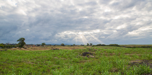 Obraz premium summer landscape african savannah in Mauritius