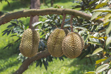 Durians are the king of fruits , Fresh durian fruit on tree