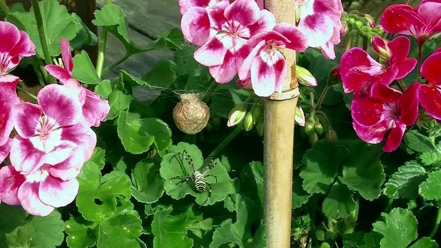 Eine Wespenspinne mit Kokon unter den Pelargonien