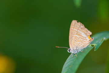 Butterfly and Crotalaria Juncea or sunn hemp in Phutthamonthon,Nakhorn prathom