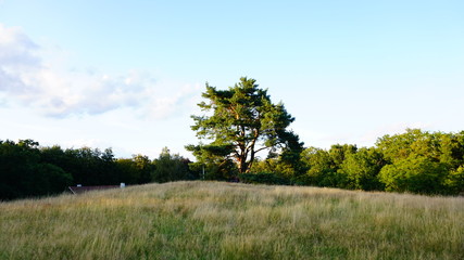 Obraz premium Pine tree