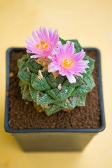 Pink flower of Ariocarpus cactus