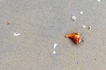 Sea shell in sand on beach