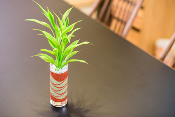 写真素材：植物、観葉植物、テーブル、室内、ドラセナ