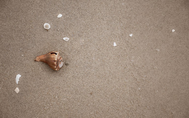 Sea shell in sand on beach