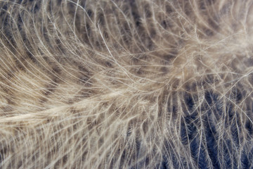 Blurred image of fluffy feather. Abstract nature background. Cropped shot of an owl feather.