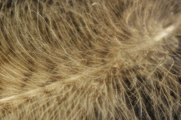Blurred image of fluffy feather. Abstract nature background. Cropped shot of an owl feather.
