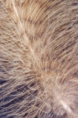 Blurred image of fluffy feather. Abstract nature background. Cropped shot of an owl feather.