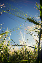 Fototapeta premium Cereal fiel view