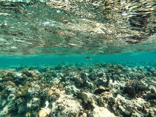 Underwater background and free space for your decoration. 