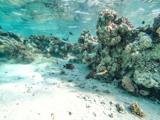 Underwater background and free space for your decoration. 