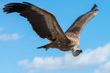 Geier im Flug vor blauem Himmel.