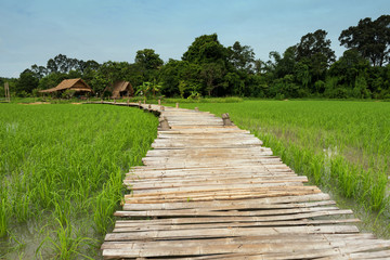 Wooden walking trail ar rice farm