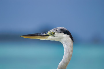 Close up of head of beautiful heron on white beach and turquoise water near Maafushi Island Maldives Indian Ocean