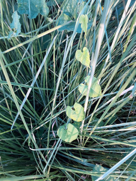 Heart shaped leaves in kusha grass
