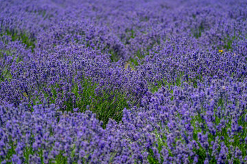 Beautiful field of purple lavender at a lavender farm