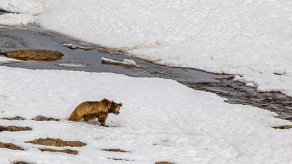 Himalayan Brown Bear also known as red bear and habitat of Deosai Plateau of Skardu, Pakistan. It...