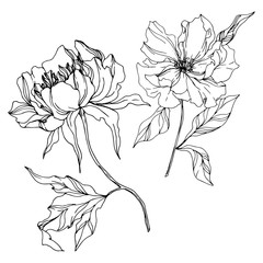 Peony floral botanical flowers. Black and white engraved ink art. Isolated peonies illustration element.
