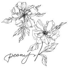 Peony floral botanical flowers. Black and white engraved ink art. Isolated peonies illustration element.