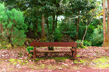 Wooden Bench - Azores